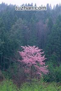 青岛队士气大振，备战季后赛全力以赴