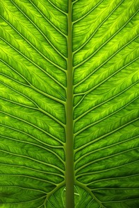 吉布提女篮坚韧不拔，为荣誉而战